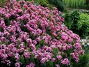 sadzonki - Wawrzynek główkowy Daphne cneorum P9/10-20cm *7T
