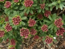 rośliny ogrodowe - Wawrzynek główkowy Daphne cneorum P9/10-20cm *7T