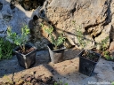 sklep ogrodniczy - Wawrzynek główkowy Daphne cneorum P9/10-20cm *7T