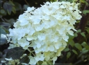 rośliny ogrodowe -  Hortensja wiechowata RASTEDE Hydrangea paniculata