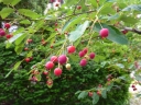 rośliny ozdobne -  Świdośliwa olcholistna PINK FRUIT Amelanchier Lamarckii alnifolia