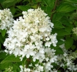 sadzonki -  Hortensja wiechowata WHITE MOTH Hydrangea paniculata