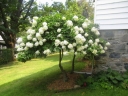 sklep ogrodniczy - Hortensja wiechowata WHITE MOTH Hydrangea paniculata