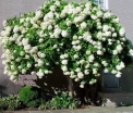 rośliny ogrodowe - Hortensja wiechowata WHITE MOTH Hydrangea paniculata