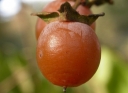 sklep ogrodniczy -  Hurma amerykańska Diospyros virginiana Hebanowiec wirginijski C6/40-60cm *T35