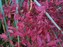 sadzonki -  Trzmielina oskrzydlona SILVER CLOUD Euonymus alatus C2/10-20cm *K18