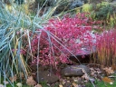 sadzonki - Trzmielina oskrzydlona SILVER CLOUD Euonymus alatus C2/10-20cm *K18