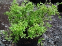rośliny ogrodowe - Trzmielina oskrzydlona SILVER CLOUD Euonymus alatus C2/10-20cm *K18