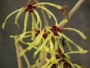 sadzonki -  Oczar pośredni WESTERSTEDE Hamamelis x intermedia