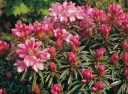 sklep ogrodniczy -  Różanecznik pontyjski GRAZIELLA Rhododendron ponticum