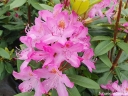 sklep ogrodniczy -  Różanecznik pontyjski ROSEUM Rhododendron ponticum C5/40-60cm *T73
