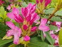 rośliny ozdobne - Różanecznik pontyjski ROSEUM Rhododendron ponticum C5/40-60cm *T73