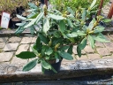 sklep ogrodniczy - Różanecznik pontyjski ROSEUM Rhododendron ponticum C5/40-60cm *T73