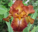 sadzonki -  Irys amerykański CAYNE CAPERS Iris Kosaciec