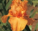 rośliny ogrodowe -  Irys amerykański ORANGE HARVEST Iris Kosaciec