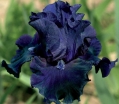rośliny ozdobne -  Irys amerykański SUPERSTITION Iris Kosaciec