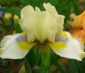 rośliny ogrodowe -  Irys karłowy DIXIE PIXIE Iris pumila Kosaciec