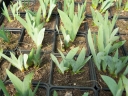 rośliny ogrodowe - Irys karłowy DIXIE PIXIE Iris pumila Kosaciec