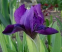 rośliny ozdobne -  Irys karłowy VELVET CARPET Iris pumila Kosaciec