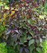 rośliny ogrodowe - Sadziec plamisty CHOCOLATE Eupatorium maculatum /P11