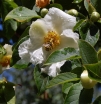 sadzonki -  Stewarcja kameliowata (Stewartia pseudocamellia) C3/80-100cm *K18