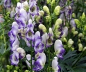 rośliny ozdobne -  Tojad BICOLOR T.dwukolorowy Aconitum cammarum