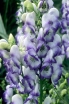 sadzonki - Tojad BICOLOR T.dwukolorowy Aconitum cammarum