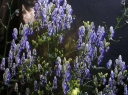 rośliny ogrodowe - Tojad BICOLOR T.dwukolorowy Aconitum cammarum