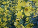 rośliny ogrodowe - Tojeść kropkowana GOLDEN ALEXANDER Lysimachia punctata /C2