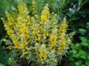 rośliny ozdobne - Tojeść kropkowana GOLDEN ALEXANDER Lysimachia punctata /C2
