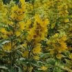 sklep ogrodniczy - Tojeść kropkowana GOLDEN ALEXANDER Lysimachia punctata /C2