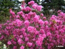 rośliny ozdobne -  Różanecznik karłowy STACCATO Rhododendron