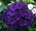 sklep ogrodniczy -  Płomyk wiechowaty NICKY Phlox paniculata Floks /C1,5