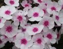 sadzonki -  Płomyk wiechowaty SWIZZLE Floks Phlox paniculata /P11 *7F