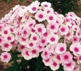 sadzonki - Płomyk wiechowaty SWIZZLE Floks Phlox paniculata /P11 *7F