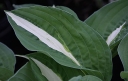 sklep ogrodniczy - Hosta RISKY BUSINESS Funkia