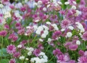 sadzonki - Jarzmianka większa CLARET Astrantia major