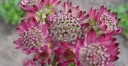 sklep ogrodniczy - Jarzmianka większa CLARET Astrantia major