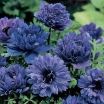 rośliny ogrodowe -  Zawilec wieńcowy LORD LIEUTENANT 5 szt. Anemone coronaria