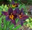 sklep ogrodniczy - Liliowiec STARLING Hemerocallis