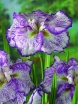 rośliny ogrodowe -  Irys japoński FRECKLED GEISHA Iris Kosaciec