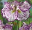 rośliny ozdobne - Irys japoński FRECKLED GEISHA Iris Kosaciec