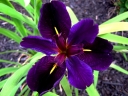 rośliny ogrodowe -  Irys luizjański BLACK GAMECOCK Iris luisiana Kosaciec