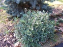 rośliny ogrodowe - Suchodrzew lśniący (Lonicera nitida)