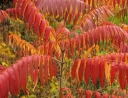 rośliny ozdobne -  Sumak octowiec (Rhus typhina)
