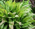 sadzonki -  Szczaw gajowy Rumex sanguineus var. sanguineus