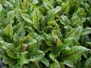 sadzonki - Szczaw gajowy Rumex sanguineus var. sanguineus