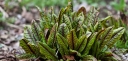 rośliny ogrodowe - Szczaw gajowy Rumex sanguineus var. sanguineus