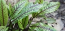 rośliny ozdobne - Szczaw gajowy Rumex sanguineus var. sanguineus