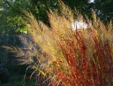 rośliny ogrodowe -  Proso rózgowate SHENANDOAH Panicum virgatum C2 *5